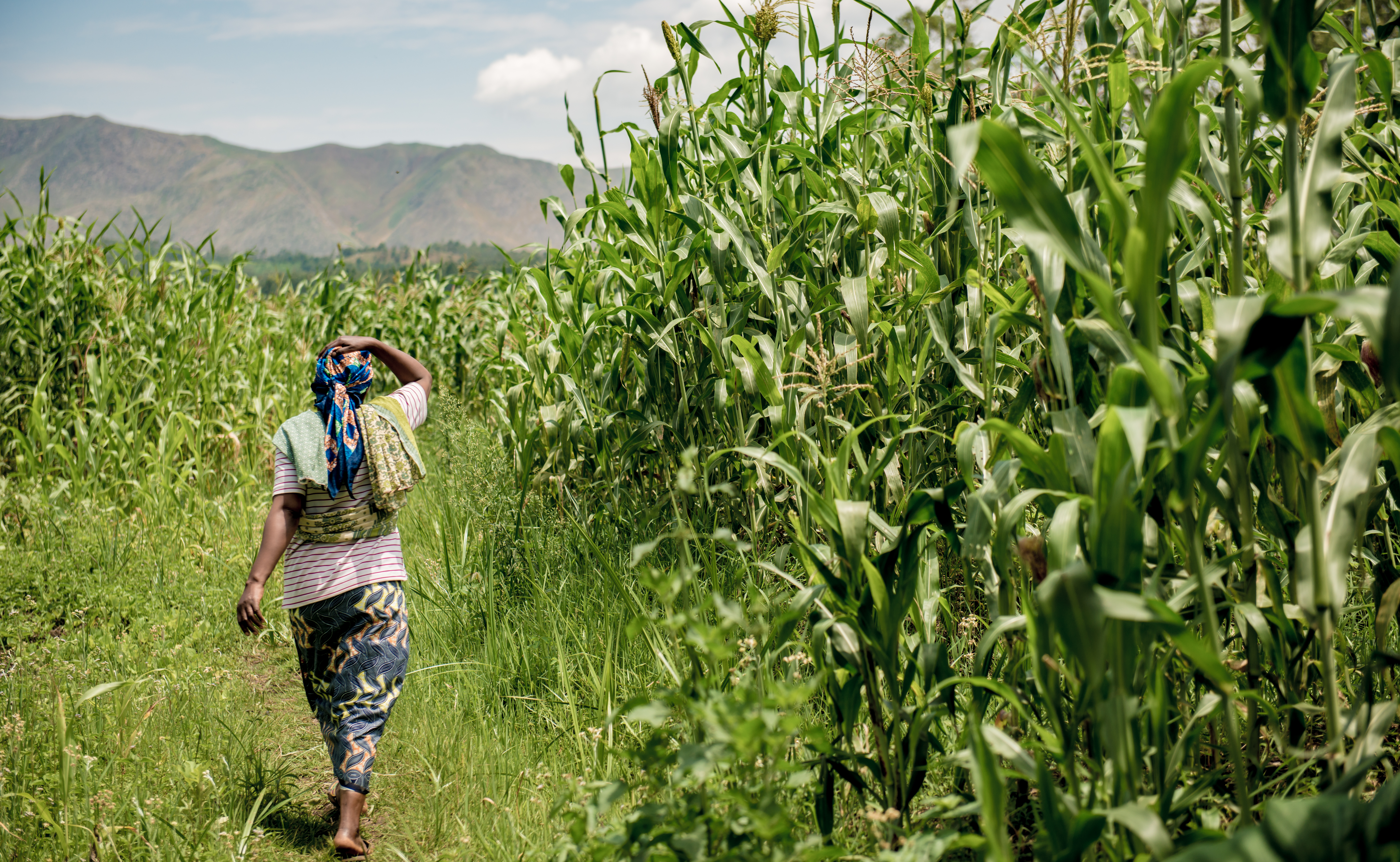 DRC Land